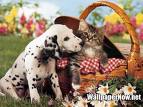 wallpaper -dog.jpg